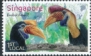 Knobbed Hornbill Rhyticeros cassidix  2023 Bird Paradise Park 