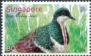 Negros Bleeding-heart Gallicolumba keayi  2023 Bird Paradise Park 