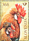 Red Junglefowl Gallus gallus  2003 Farm animals  MS