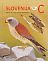 Lesser Kestrel Falco naumanni  2015 Birds sa