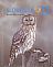 Ural Owl Strix uralensis  2015 Birds sa