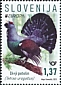 Western Capercaillie Tetrao urogallus