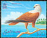 Brahminy Kite Haliastur indus  2001 Birds definitives 
