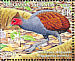 Melanesian Megapode Megapodius eremita  2005 BirdLife International Sheet