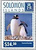 Gentoo Penguin Pygoscelis papua  2014 Antarctica  MS