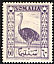 Somali Ostrich Struthio molybdophanes