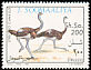 Common Ostrich Struthio camelus  1993 Birds 
