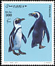 African Penguin Spheniscus demersus  2001 Penguins 