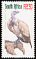 Cape Vulture Gyps coprotheres  2000 Definitives 