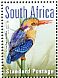 African Pygmy Kingfisher Ispidina picta  2017 Sapdapex 2017  MS