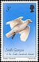 Snowy Sheathbill Chionis albus  1987 Birds 