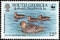 Yellow-billed Pintail Anas georgica  1992 WWF 