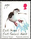 Chinstrap Penguin Pygoscelis antarcticus  1996 Chinstrap Penguin 