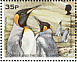 King Penguin Aptenodytes patagonicus