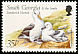 Black-browed Albatross Thalassarche melanophris  1999 Birds 