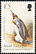 King Penguin Aptenodytes patagonicus