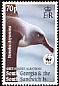 Grey-headed Albatross Thalassarche chrysostoma  2003 WWF wmk upright