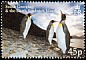 King Penguin Aptenodytes patagonicus