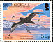 White-chinned Petrel Procellaria aequinoctialis