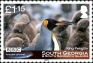King Penguin Aptenodytes patagonicus  2011 Frozen planet 4v set