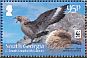 Brown Skua  Stercorarius antarcticus