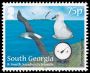 Grey-headed Albatross Thalassarche chrysostoma