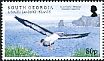 Grey-headed Albatross Thalassarche chrysostoma