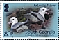 Southern Fulmar Fulmarus glacialoides  2022 Central islands 6v set