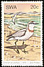 Chestnut-banded Plover Anarhynchus pallidus