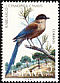 Iberian Magpie Cyanopica cooki  1973 Spanish fauna 