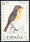 Western Subalpine Warbler Curruca iberiae  1985 Birds 