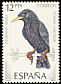 Spotless Starling Sturnus unicolor  1985 Birds 