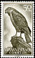 Eurasian Sparrowhawk Accipiter nisus  1959 Birds 