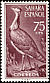 Houbara Bustard Chlamydotis undulata  1961 Birds 