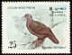 Sri Lanka Wood Pigeon Columba torringtoniae