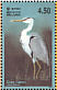 Grey Heron Ardea cinerea