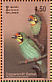 Coppersmith Barbet  Psilopogon haemacephalus