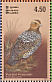 Painted Francolin  Francolinus pictus