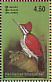 Red-backed Flameback Dinopium psarodes  2003 Resident birds of Sri Lanka Sheet
