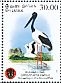 Black-necked Stork Ephippiorhynchus asiaticus