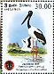 Black-necked Stork Ephippiorhynchus asiaticus