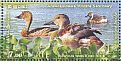 Fulvous Whistling Duck Dendrocygna bicolor  2016 World wetlands day  MS