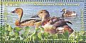 Fulvous Whistling Duck Dendrocygna bicolor