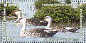 Indian Spot-billed Duck Anas poecilorhyncha  2016 World wetlands day  MS