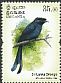 Sri Lanka Drongo Dicrurus lophorinus