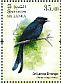 Sri Lanka Drongo Dicrurus lophorinus