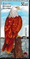 Brahminy Kite Haliastur indus