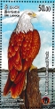 Brahminy Kite Haliastur indus