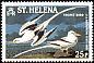 White-tailed Tropicbird Phaethon lepturus