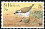 St. Helena Plover Charadrius sanctaehelenae